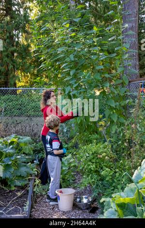 Issaquah, Washington, États-Unis.Femme et son fils de 7 ans récoltant son Artichoke de Jérusalem (Helianthus tuberosus) de 10 pieds de haut.Il est également appelé s. Banque D'Images