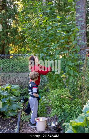 Issaquah, Washington, États-Unis.Femme et son fils de 7 ans récoltant son Artichoke de Jérusalem (Helianthus tuberosus) de 10 pieds de haut.Il est également appelé s. Banque D'Images