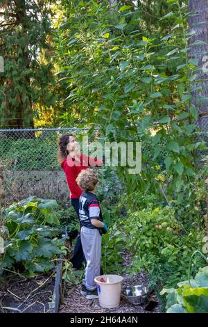 Issaquah, Washington, États-Unis.Femme et son fils de 7 ans récoltant son Artichoke de Jérusalem (Helianthus tuberosus) de 10 pieds de haut.Il est également appelé s. Banque D'Images