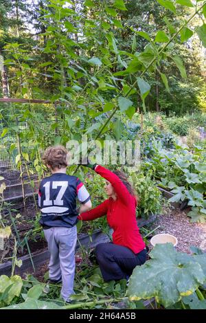 Issaquah, Washington, États-Unis.Femme et son fils de 7 ans récoltant son Artichoke de Jérusalem (Helianthus tuberosus) de 10 pieds de haut.Il est également appelé s. Banque D'Images