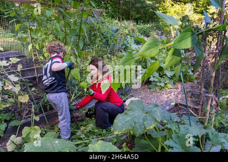 Issaquah, Washington, États-Unis.Femme et son fils de 7 ans récoltant son Artichoke de Jérusalem (Helianthus tuberosus) de 10 pieds de haut.Il est également appelé s. Banque D'Images