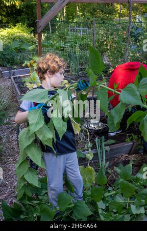 Issaquah, Washington, États-Unis.Garçon de sept ans montrant les grandes tiges de l'artichaut de Jérusalem fraîchement récolté (Helianthus tuberosus), également appelé su Banque D'Images