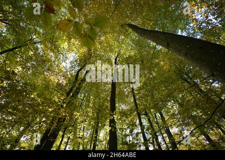 25 octobre 2021, Schleswig-Holstein, Lübeck : les hêtres et les chênes poussent dans la forêt de la ville.Depuis environ 30 ans, les arbres de la forêt de la ville de Lübeck ont pu croître à leur rythme.Les forestiers n'interviennent que rarement dans l'écosystème forestier.(À dpa-KORR.: 'Le concept de forêt de Lübeck devrait sauver les forêts et le climat') photo: Marcus Brandt/dpa Banque D'Images