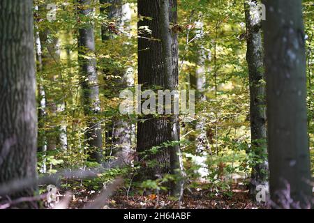 25 octobre 2021, Schleswig-Holstein, Lübeck : les hêtres et les chênes poussent dans la forêt de la ville.Depuis environ 30 ans, les arbres de la forêt de la ville de Lübeck ont pu croître à leur rythme.Les forestiers n'interviennent que rarement dans l'écosystème forestier.(À dpa-KORR.: 'Le concept de forêt de Lübeck devrait sauver les forêts et le climat') photo: Marcus Brandt/dpa Banque D'Images