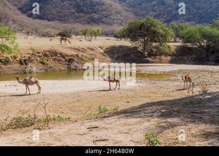 Chameaux à Wadi Dharbat près de Salalah, Oman Banque D'Images