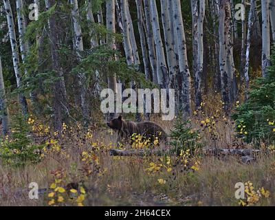 Ours grizzli femelle (Ursus arctos horribilis) à fourrure brune traversant la forêt en automne avec des épinettes en arrière-plan près de Jasper, au Canada. Banque D'Images