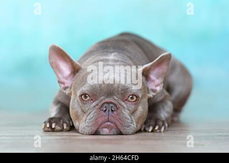 Chien Bulldog français lilas bringé avec des yeux jaunes devant le mur bleu Banque D'Images