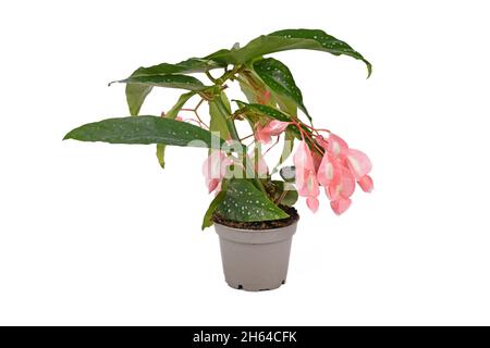 Petit 'Begonia Tamaya' avec fleurs roses en pot sur fond blanc Banque D'Images