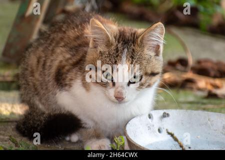 Le chat est assis et regarde devant. Wildcat. Banque D'Images