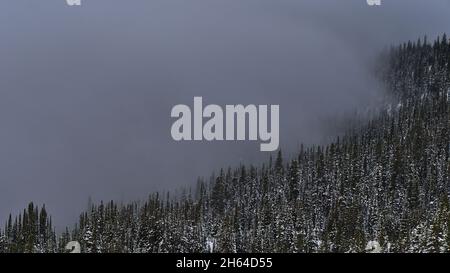 Vue aérienne de la forêt enneigée en hiver, qui disparaît dans un brouillard épais sur le sentier Edith Cavell Meadows, dans le parc national Jasper, Canada. Banque D'Images