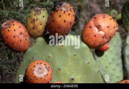 'POIRE PIQUEUSE' (OPUNTIA SP.)EST UN GENRE DE PLANTES À FLEURS DE LA FAMILLE DES CACTUS.CLASSÉ DANS CERTAINES RÉGIONS DE L'AUSTRALIE COMME UNE MAUVAISE HERBE NOCIVE. Banque D'Images