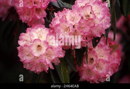 ROSE RHODODENDRON BUSH EN PLEINE FLEUR. Banque D'Images