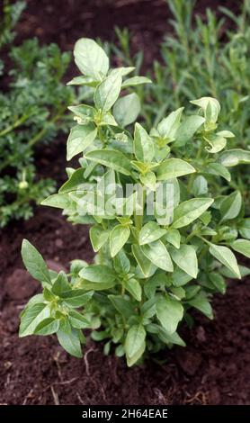 GROS PLAN DU BASILIC DE BUSH (OCIMUM BASILICUM MINIMUM) POUSSANT DANS UN PETIT JARDIN D'HERBES AROMATIQUES. AUSSI CONNU SOUS LE NOM DE BASILIC GREC OU FRANÇAIS. NOUVELLE-GALLES DU SUD, AUSTRALIE. Banque D'Images