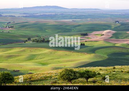 Collines vallonnées avec champs de blé le matin à Palouse, État de Washington, États-Unis Banque D'Images