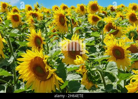 Vue rapprochée du nombre de têtes de fleurs rondes jaune vif de tournesols ou Helianthus rétro-éclairé par un soleil éclatant Banque D'Images