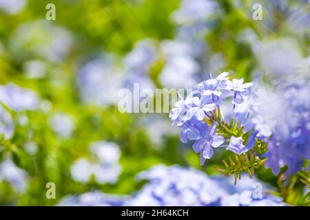 Plante à fleurs Plumbago, connue sous le nom de Plumbago capensis ou plumbago bleu, plumbago de cap ou laponse de cap.Arbuste tropical à fleurs persistantes dans les rues Banque D'Images