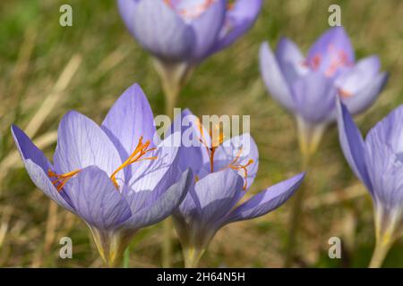 Gros plan des fleurs de Biebersteins crocuses (crocus speciosus) en fleurs Banque D'Images