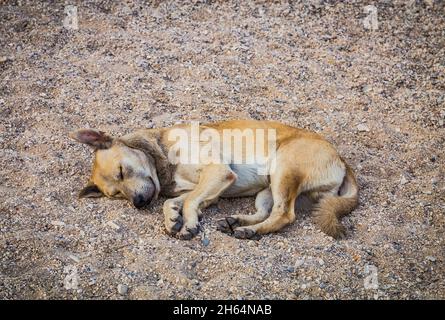 Un adorable chien jaune sans-abri couché et dormant sur le sol ou sur le sable de la plage. Banque D'Images