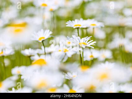 Magnifique fond de fleurs de champ de camomille.Scène nature avec chamomilles fleuris dans l'éclat du soleil.Fleurs d'été.Magnifique prairie d'été fond Banque D'Images
