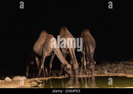 Les chameaux boivent l'eau d'une piscine la nuit à la frontière entre Israël et le désert du Sinaï, en Égypte Banque D'Images