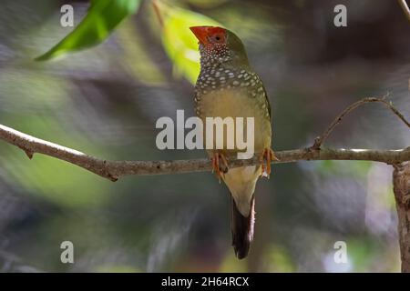 Australian Star Finch perchée sur une branche d'arbre Banque D'Images