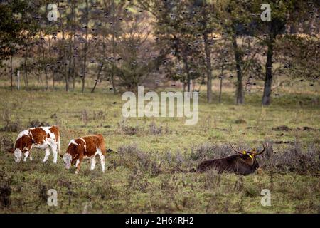 Dobbrikow, Allemagne.09ème novembre 2021.Un orignal se trouve dans un pâturage de vache.Depuis quelques années maintenant, un seul orignal à taureau en liberté se balade dans les prés du Nuthetal.L'animal, originaire de Pologne, cherche souvent la proximité des bovins.En 2018, un collier d'émetteur jaune a été posé sur l'orignal pour documenter ses itinéraires.Crédit: Ingolf König-Jablonski/dpa-Zentralbild/dpa/Alay Live News Banque D'Images