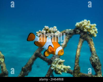 poisson d'anémone orange dans la mer bleue Banque D'Images