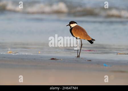 Un Laponie ailée adulte (Vanellus spinosus) sur une plage en Gambie, en Afrique de l'Ouest Banque D'Images