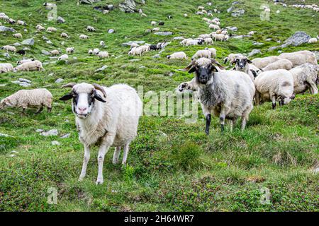 Moutons noirs au milieu de la ferme.Troupeau de moutons du Suffolk sur un pré vert. Banque D'Images