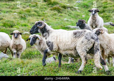 Moutons noirs au milieu de la ferme.Troupeau de moutons du Suffolk sur un pré vert. Banque D'Images