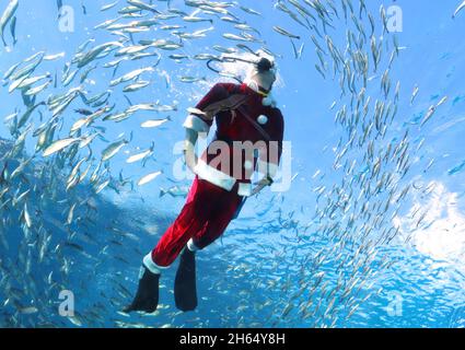 Yokohama, Japon.13 novembre 2021.Un plongeur en costume de Santa nage avec des poissons dans un grand bassin à poissons pour un événement d'alimentation à l'aquarium Hakkeijima Sea Paradise à Yokohama, banlieue de Tokyo, le samedi 13 novembre 2021.L'aquarium a commencé un spectacle spécial d'alimentation pour attirer les visiteurs jusqu'au jour de Noël.Credit: Yoshio Tsunoda/AFLO/Alay Live News Banque D'Images