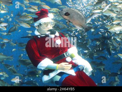 Yokohama, Japon.13 novembre 2021.Un plongeur en costume de Santa nage avec des poissons dans un grand bassin à poissons pour un événement d'alimentation à l'aquarium Hakkeijima Sea Paradise à Yokohama, banlieue de Tokyo, le samedi 13 novembre 2021.L'aquarium a commencé un spectacle spécial d'alimentation pour attirer les visiteurs jusqu'au jour de Noël.Credit: Yoshio Tsunoda/AFLO/Alay Live News Banque D'Images