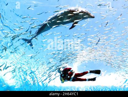 Yokohama, Japon.13 novembre 2021.Un plongeur en costume de Santa nage avec du poisson et un dauphin dans un grand aquarium pour un événement de nourrissage à l'aquarium Hakkeijima Sea Paradise à Yokohama, banlieue de Tokyo, le samedi 13 novembre 2021.L'aquarium a commencé un spectacle spécial d'alimentation pour attirer les visiteurs jusqu'au jour de Noël.Credit: Yoshio Tsunoda/AFLO/Alay Live News Banque D'Images