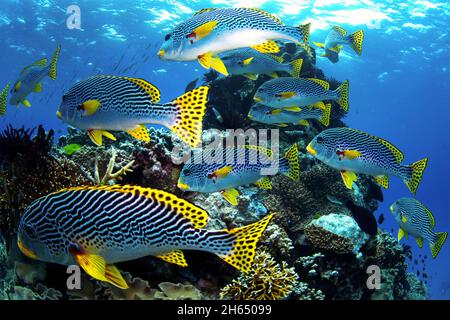 Bandes noires et points yellowfin poissons nageant autour du récif de corail, photo prise sous l'eau à la Grande barrière de corail, Cairns, Queensland Australie Banque D'Images