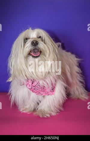 Chien Shih Tzu sur fond rose et violet Banque D'Images