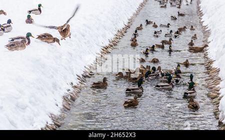 Un grand troupeau de canards de surface sauvages - le canard collard ou Anas platyrhynchos naissent dans un ruisseau confortable dans un parc de la ville en hiver par temps de gel.Neige Banque D'Images