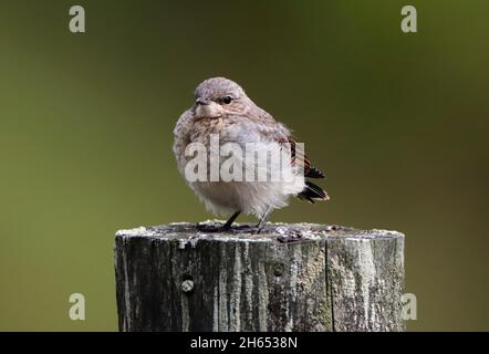 WHEATEAR (Oenanthe oenanthe) jeune naissant, Écosse, Royaume-Uni. Banque D'Images