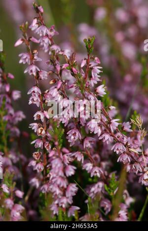 COMMON HEATHER, ÉCOSSE, ROYAUME-UNI. Banque D'Images