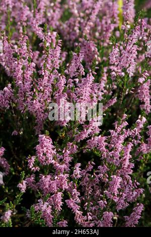 COMMON HEATHER, ÉCOSSE, ROYAUME-UNI. Banque D'Images