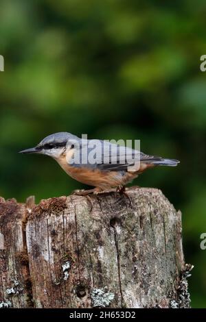 NUTHATCH (Sitta europaea) sur un convoyeur de poste de jardin, Écosse, Royaume-Uni. Banque D'Images
