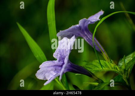 Deux fleurs et saison des pluies Banque D'Images