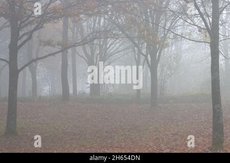 Arbres et feuilles d'automne par jour brumeux en automne Banque D'Images