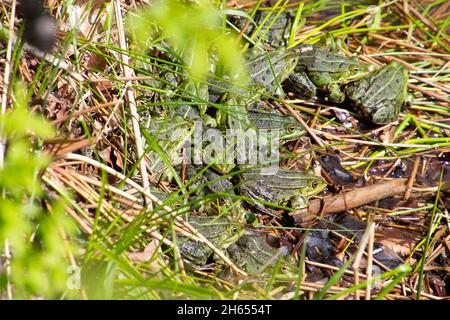 Bouquet de grenouilles assis dans l'herbe près d'un étang, également appelé Pélophylax ou wasserfrosch Banque D'Images