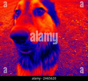 Portraits de chiens. Analyse de la température corporelle de l'animal à l'aide d'une caméra infrarouge Banque D'Images
