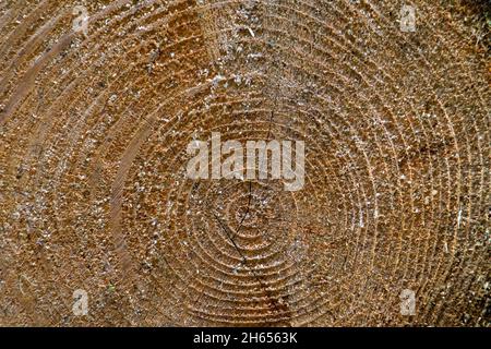 Texture d'arrière-plan de la bûche coupée, motif de l'anneau de grain de bois Banque D'Images