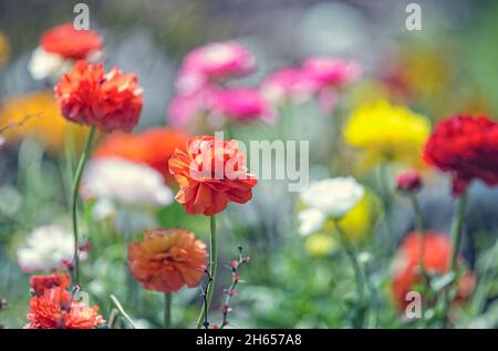 Fleurs de Ranunculus colorées ou Ranunculus asioticus ou la coupe perse de beurre, gros plan.Mise au point sélective.Fond floral.Concept de fête des mères. Banque D'Images