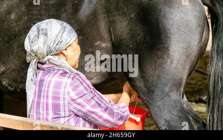 Gros plan d'une femme, laiteuse, portant une jument, un cheval, écurant le lait dans un seau dans la ferme extérieure, près d'Almaty, Kazakhstan, Asie centrale Banque D'Images
