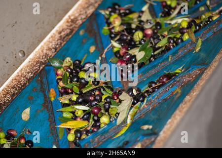 Production d'huile d'olive vierge fraîche dans une usine de presse à froid après la récolte des olives, olives mûres noires et vertes sur une courroie transporteuse Banque D'Images