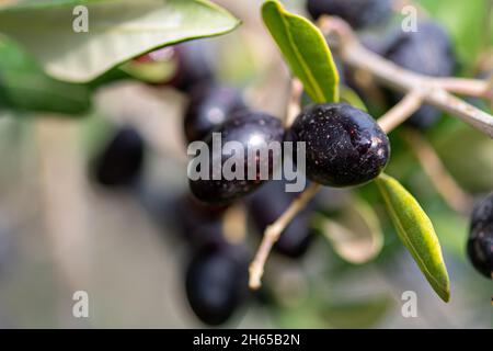 Olives mûres noires et vertes poussant sur la branche d'un olivier prêt à être ramassé, en gros plan Banque D'Images