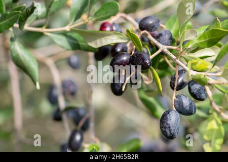 Olives mûres noires et vertes poussant sur la branche d'un olivier prêt à être ramassé, en gros plan Banque D'Images